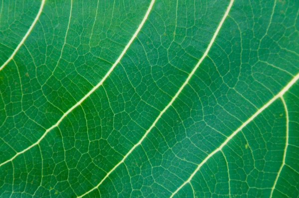 Leaf texture — Stock Photo, Image