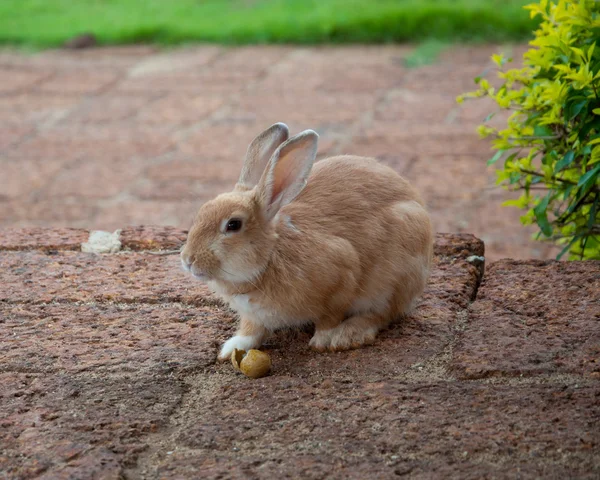 Bruin konijn in de tuin — Stockfoto