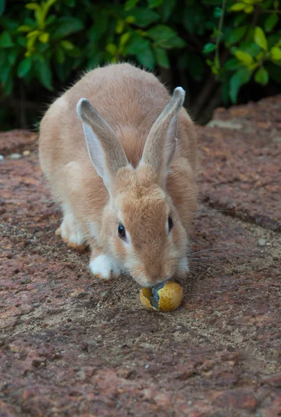 Bruin konijn in de tuin — Stockfoto