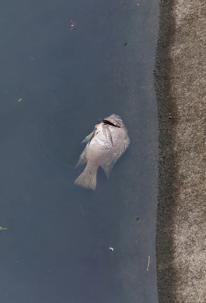 廃棄物の水と死魚 — ストック写真