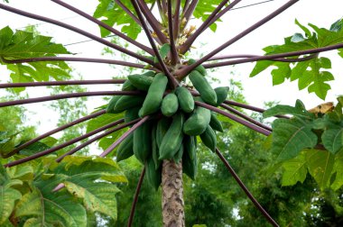 ağaca tutunan papaya