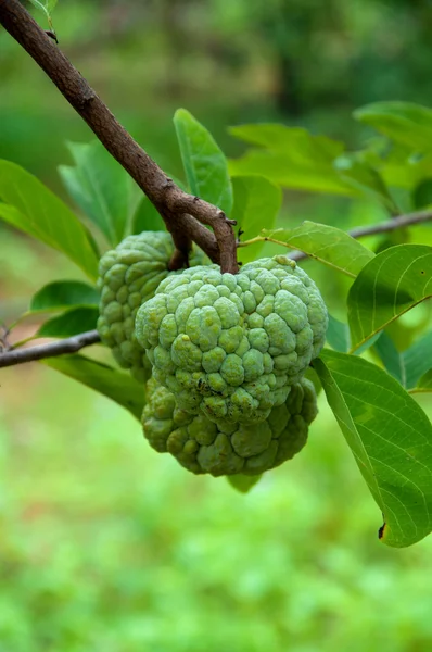 Pommier à crème sur un fond vert dans le jardin — Photo