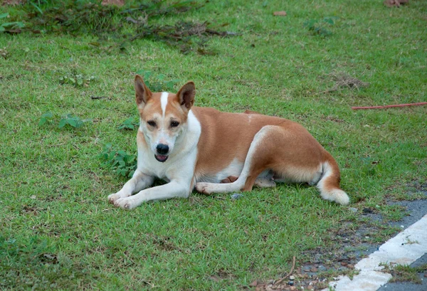 Brązowy pies na zewnątrz łąka — Zdjęcie stockowe