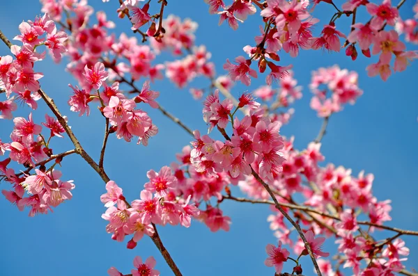 Sakura tailandesa florescendo durante o inverno — Fotografia de Stock