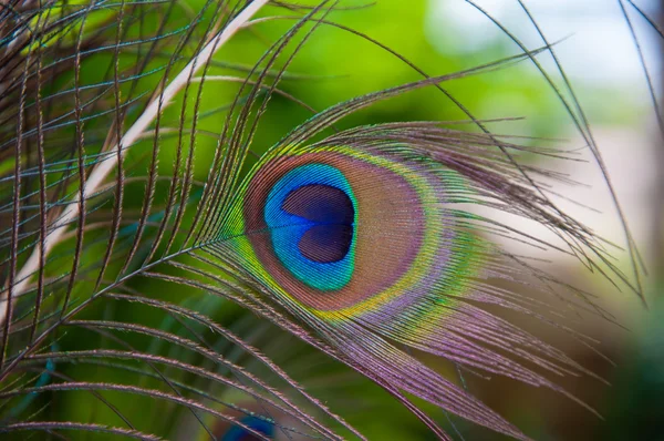 Colorful peacock feather outdoor — Stock Photo, Image