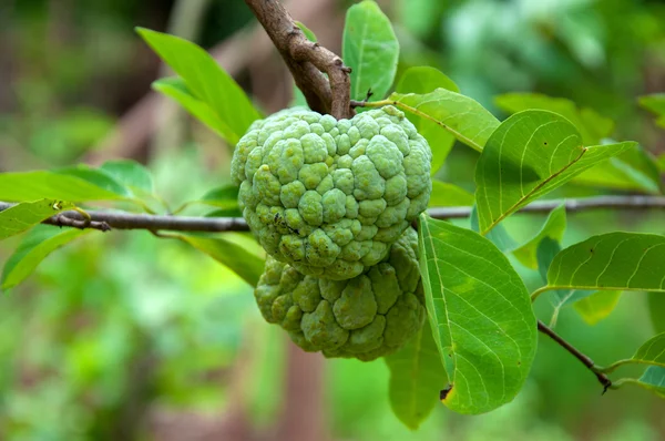 Pudding-Apfelbaum auf grünem Hintergrund im Garten — Stockfoto