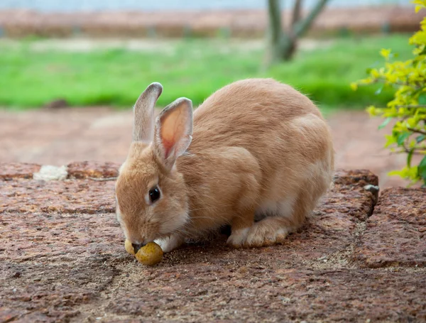 Bruin konijn in de tuin — Stockfoto