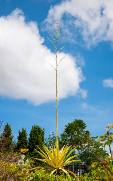 Planta del Siglo (Agave) árbol en la luz natural del sol —  Fotos de Stock
