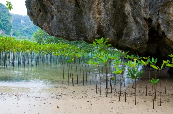 Мангровые деревья в зеленой воде на пляже — стоковое фото