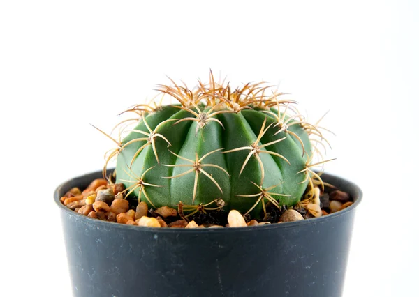 Cactus Isolated on a white background — Stock Photo, Image