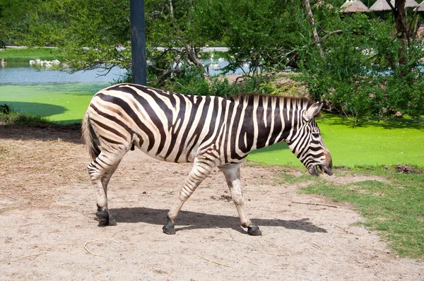 Zebra no zoológico da Tailândia — Fotografia de Stock