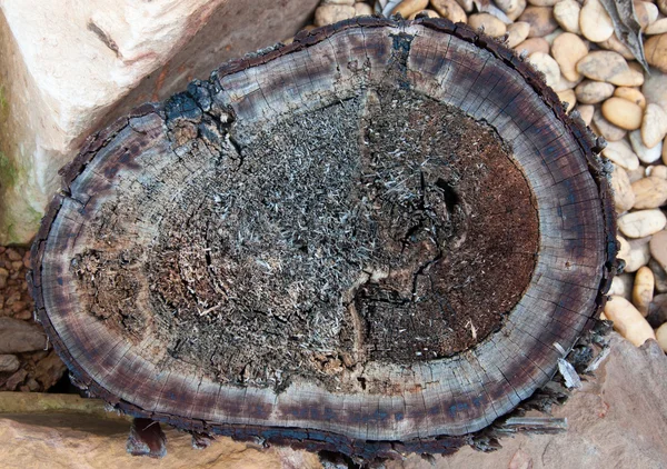 Tree stumps and felled forest deforestation — Stock Photo, Image