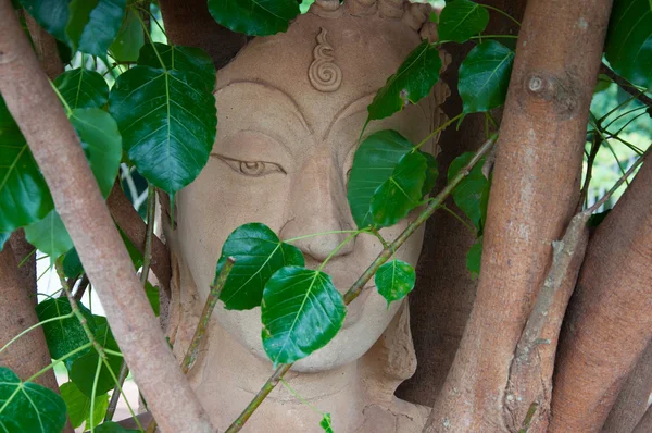 Cabeça de Buda de arenito nas raízes das árvores — Fotografia de Stock