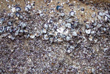 arka plan için kabuk ve çakıl taşı