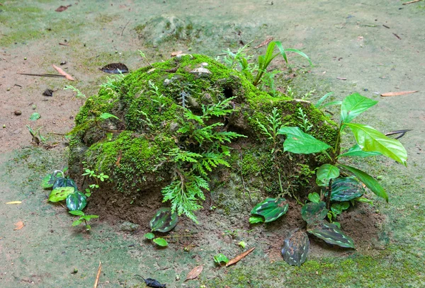 Moss growing on ground In forest — Stock Photo, Image