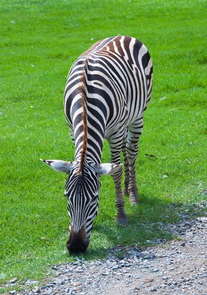 Zebra em safari — Fotografia de Stock