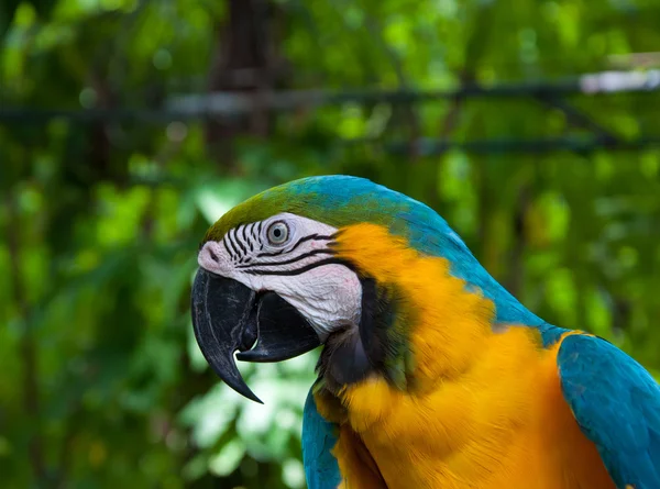 Parrot macaw — Stock Photo, Image