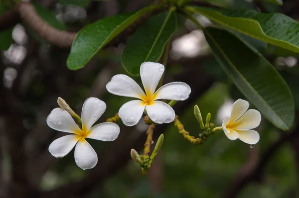 Plumeria on tree with raindrop — Stockfoto