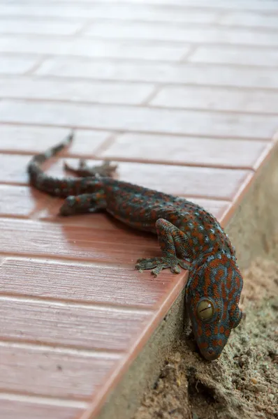 Gecko muerto —  Fotos de Stock