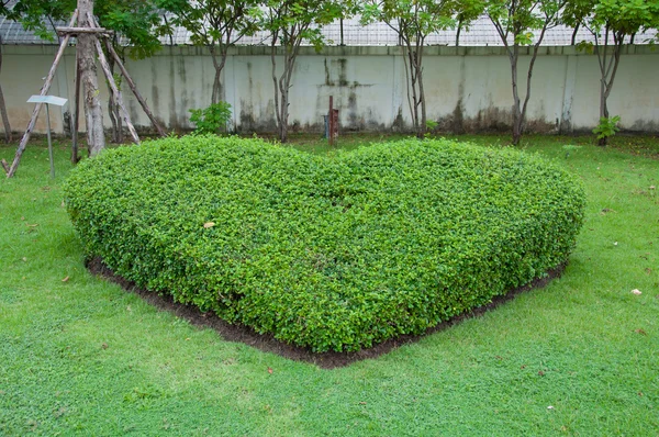 Decorar el jardín es un corazón verde —  Fotos de Stock