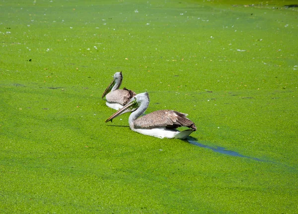 Pájaro cigüeña pintado en pantano . — Foto de Stock