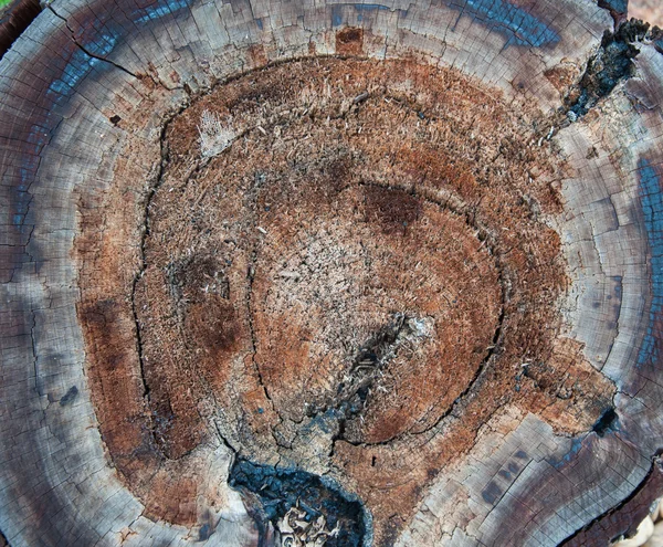 Tocones de árboles y deforestación forestal talada —  Fotos de Stock