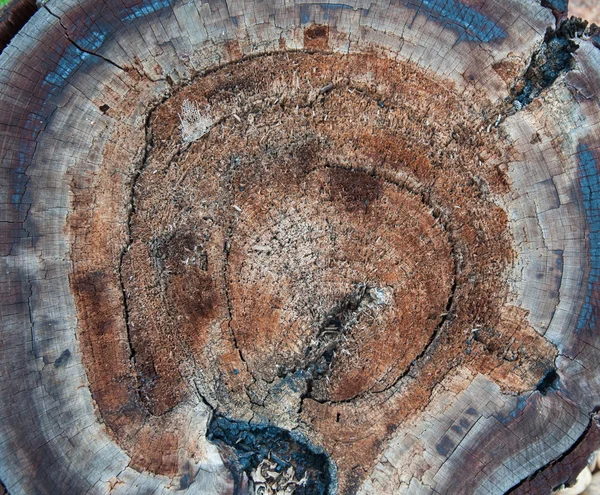 Tocos de árvores e desmatamento florestal abatido — Fotografia de Stock