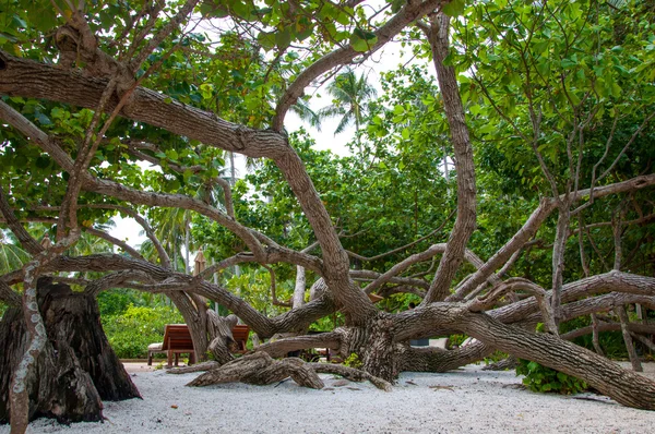 Tree on a sandy beach — Stock Photo, Image