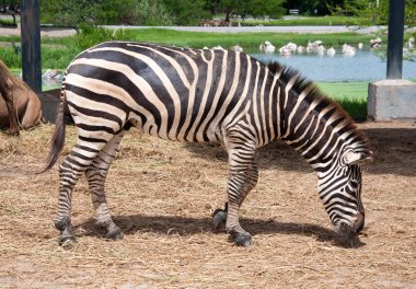 Zebra Tayland Hayvanat Bahçesi