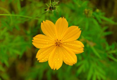 yaprak yeşil arka plan ile çiçek