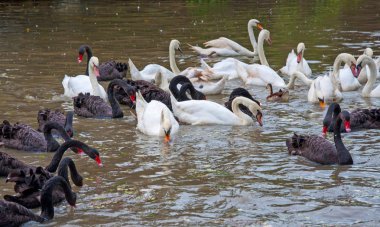 siyah ve beyaz kuğular gölde yemek grubu