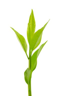 izole bir ağaç üst.