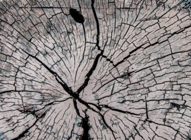 ağaç kütükleri ve kesilen ormanı ormansızlaşma.