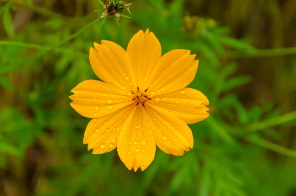 Flor con fondo de hoja verde — Foto de Stock