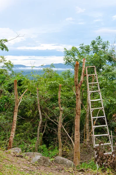 Tocones de árboles y deforestación forestal talada — Foto de Stock