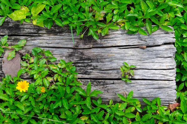 Wood with green grass border, Natural Frame. — Stock Photo, Image