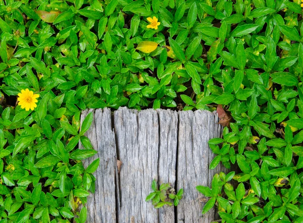 Legno con bordo in erba verde, cornice naturale . — Foto Stock