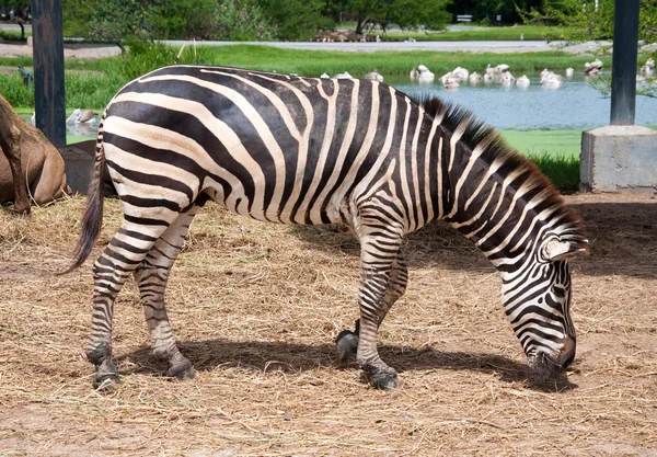 Zebra v zoo z Thajska — Stock fotografie