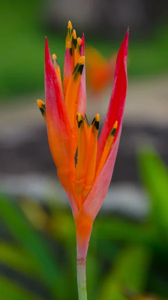 Flor roja con fondo de hoja verde — Foto de Stock