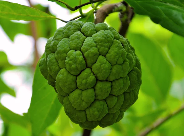 Pommier à crème sur un fond vert dans le jardin — Photo