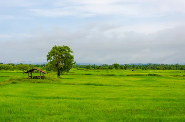 Green rice fields and hut — Stock Photo, Image