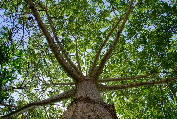 Bajo la sombra de un árbol —  Fotos de Stock