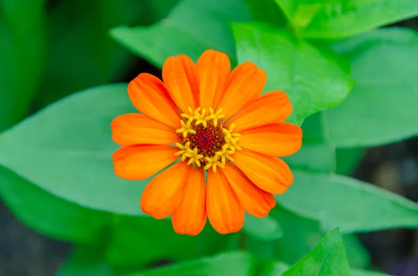Květina s pozadím zelený list — Stock fotografie