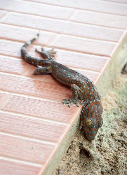 Νεκρός gecko — Φωτογραφία Αρχείου