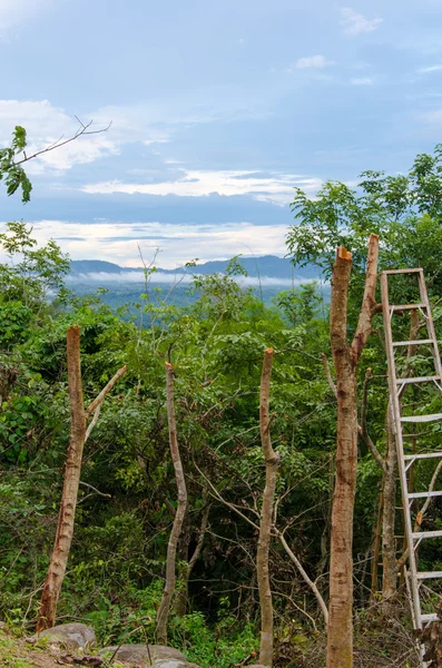 Fa tuskók és kivágott erdő erdőirtás — Stock Fotó