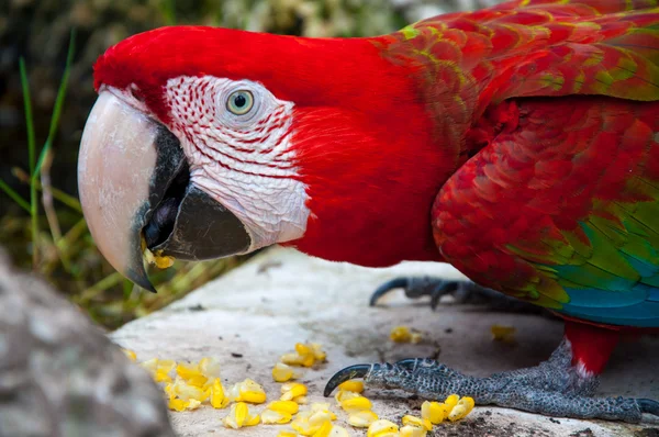 Papegaai Ara prachtige kleuren — Stockfoto