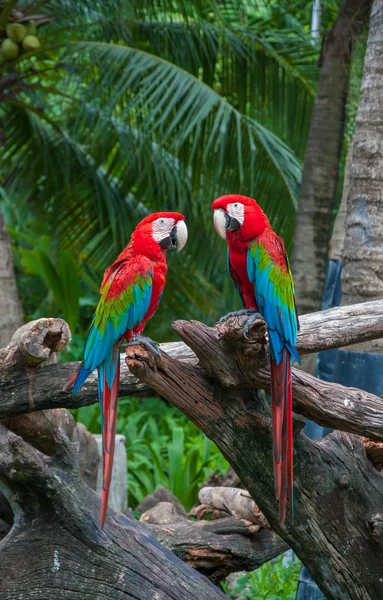 Papağan Amerika papağanı güzel renkler — Stok fotoğraf
