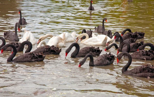 Groep van witte en zwarte zwanen eten in een meer — Stockfoto