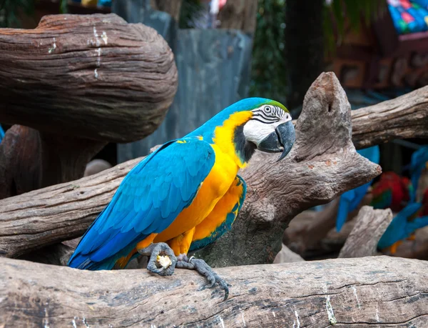 Papoušek ara krásné barvy — Stock fotografie