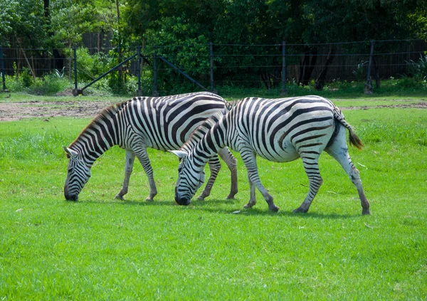 Zebra v safari — Stock fotografie